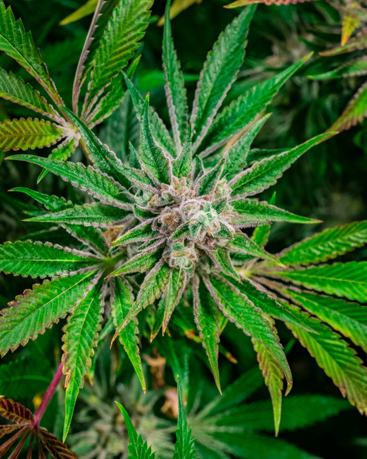 Dosido Strain Indica Dominant Strain Fresh Baked Boulder Dispensary