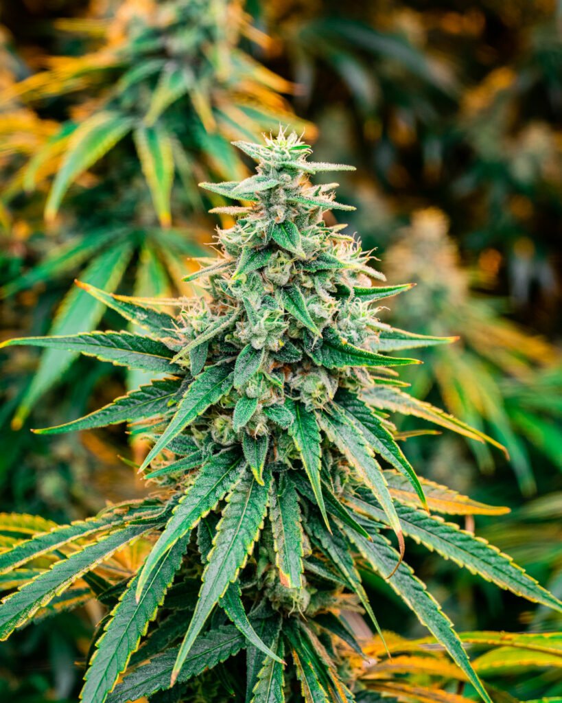 Red headed Stranger Marijuana Strain Fresh Baked Dispensary