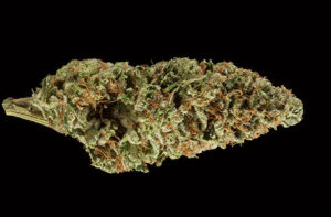 i_04_high_level_health_bio_star-denversdankest-marijuana-strains
